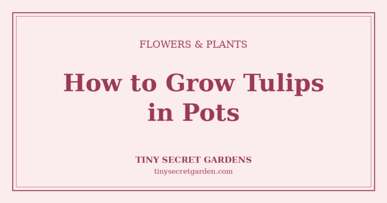 How to Grow Tulips in Pots: A Simple Guide to Spring Color for Small Gardens